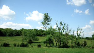 hillside landscape